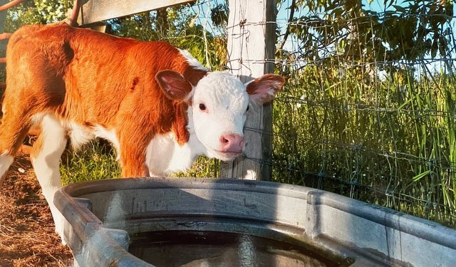 IMG_4050_2 baby cow!