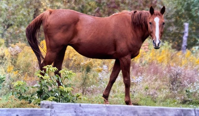 Buddy the race horse retired to Folsom Ridge Ranch